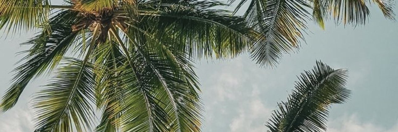 daliana_r's profile banner image