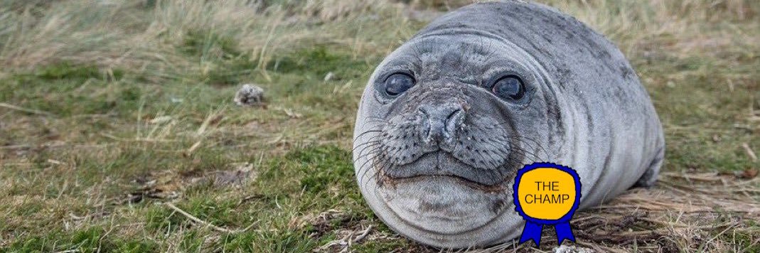 Nerpa Mindset banner