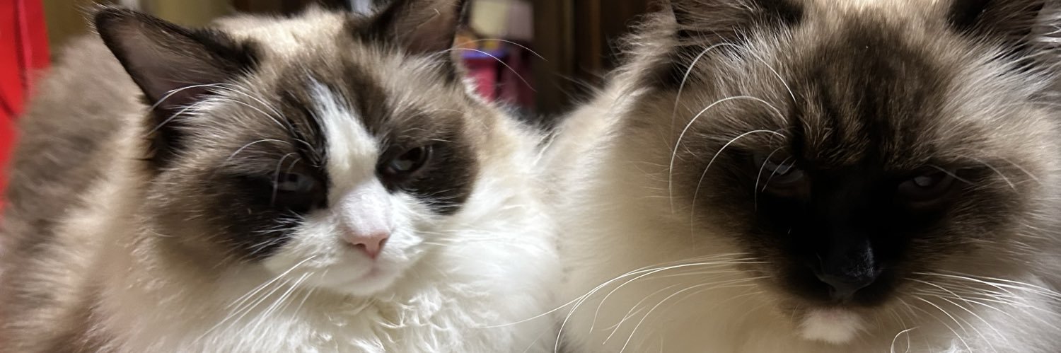 よっちゃこ banner