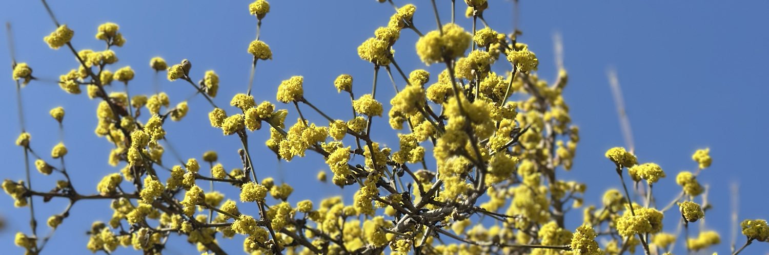 Irolda Moiseivna 🇺🇦 banner