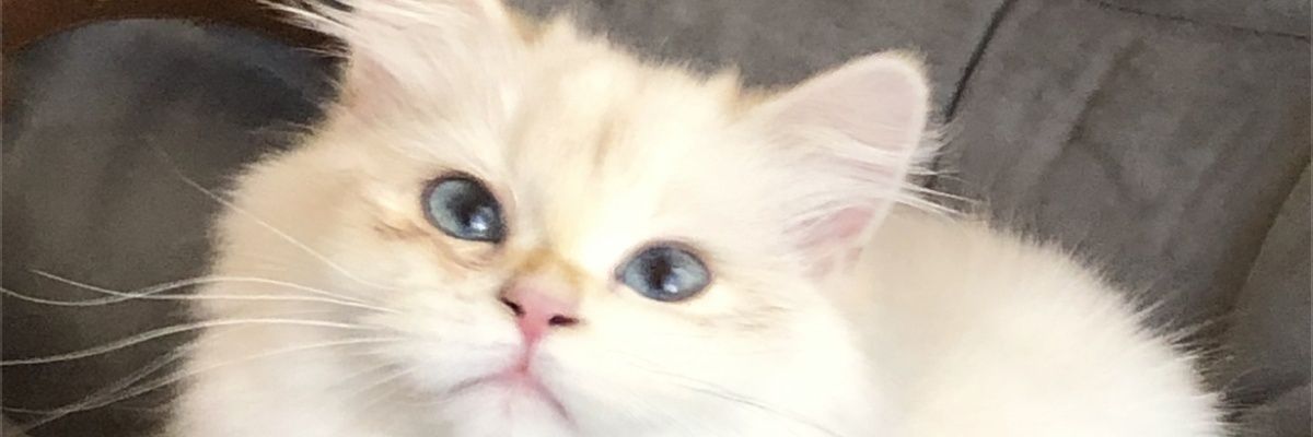 两粒蒲地蓝 banner