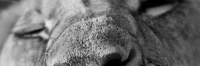 Rolf_93's profile banner image