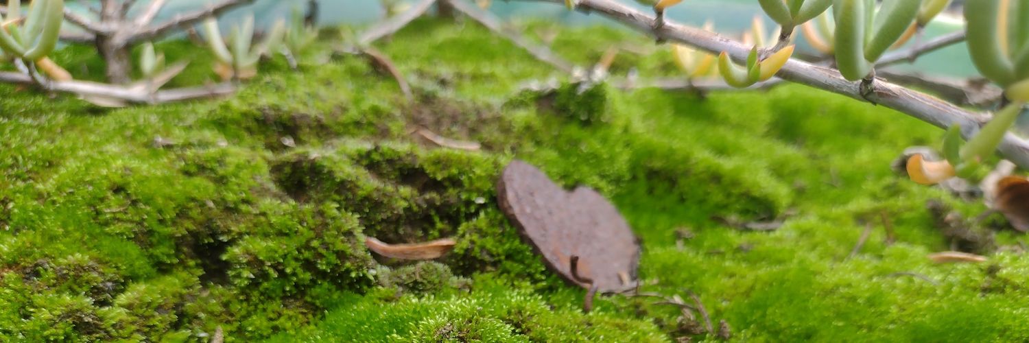 alan ivan cabuche banner