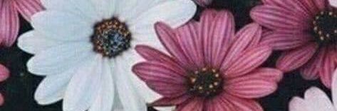 daneadk's profile banner image