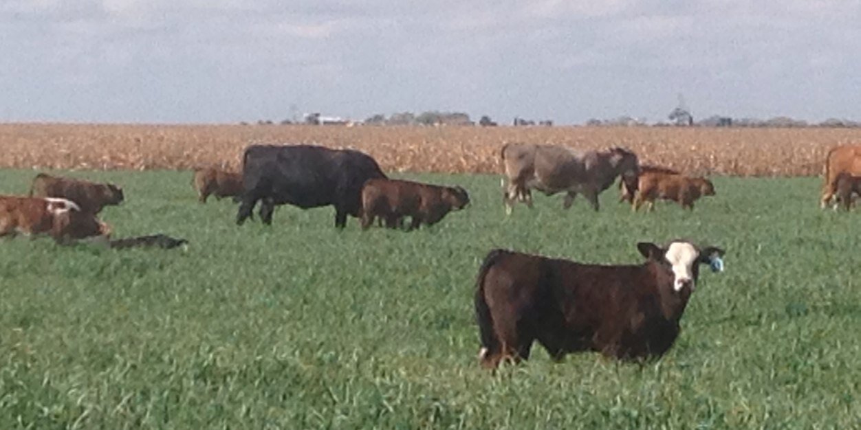 Russell Boening banner