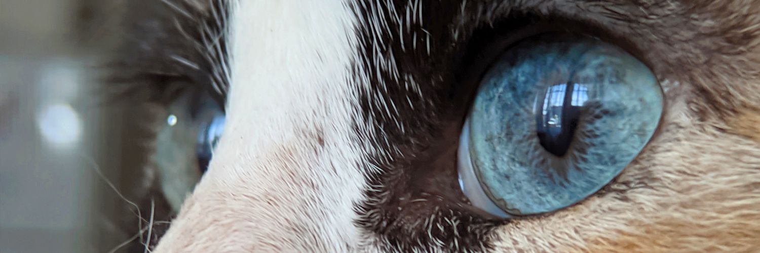 Sanchezzja's profile banner image