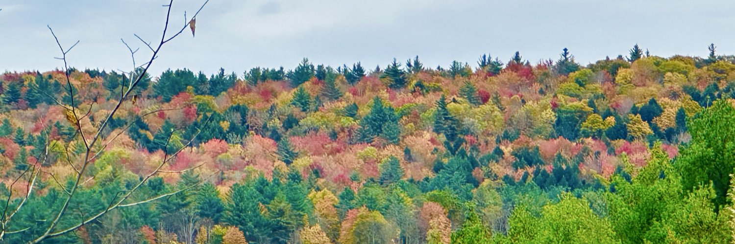 natcat301's profile banner image