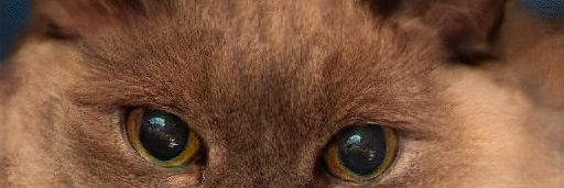 Fatu Ferguson banner