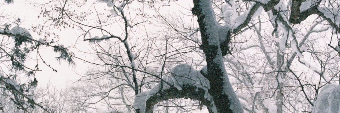 捡糖's banner