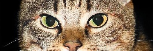 veraharris725's profile banner image