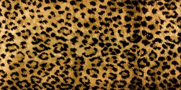 LeopardPrintCess banner