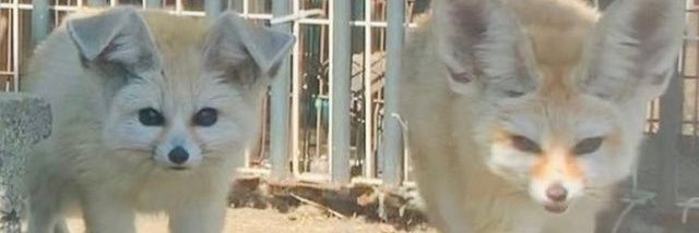 ZV 🩷💜💙 banner