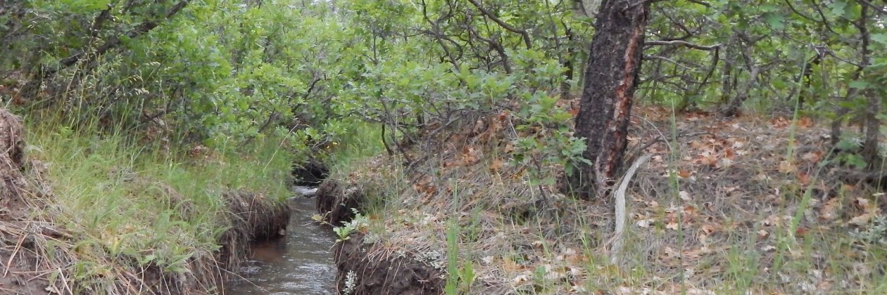 Regina Lopez-Whitesk banner