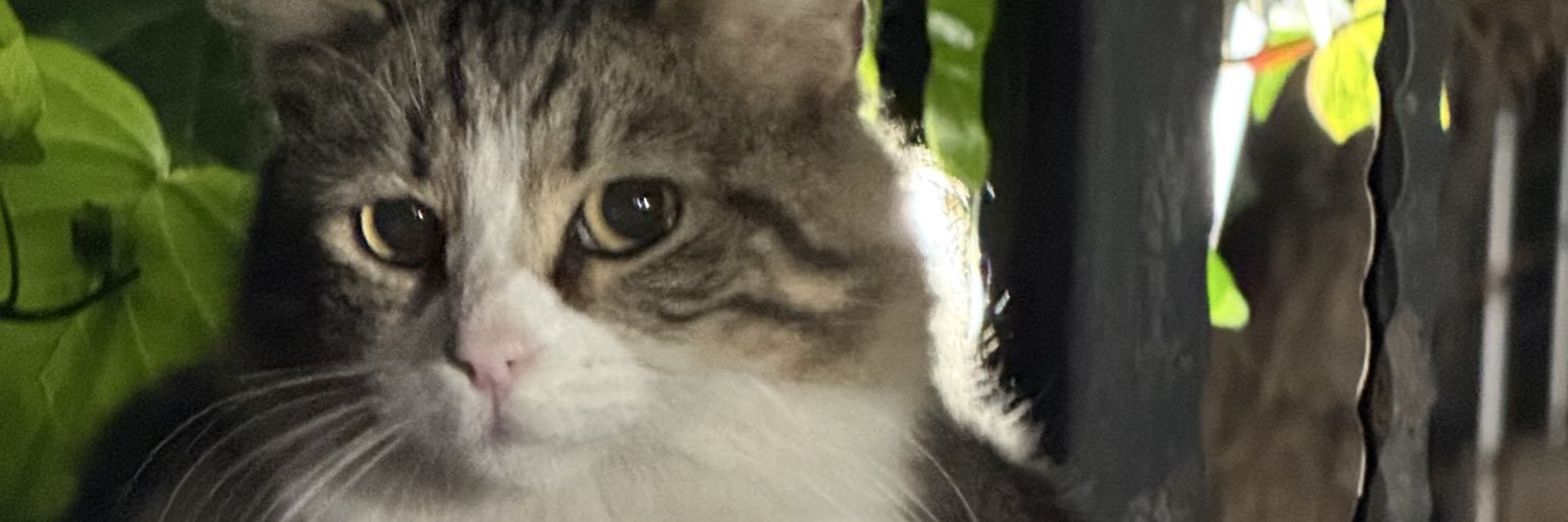 Mercangaa's profile banner image