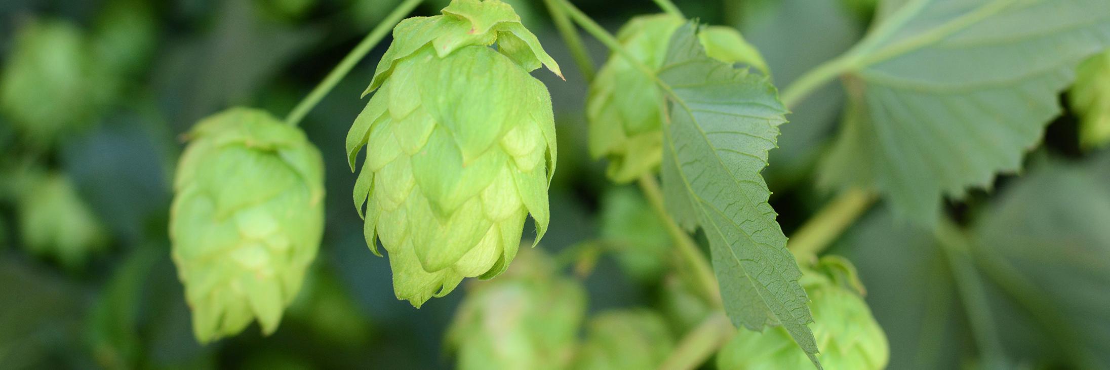 sourbeerNW's profile banner image