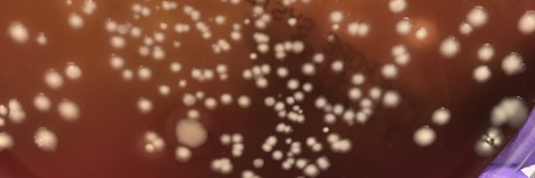 Drewes_Lab Profile Banner