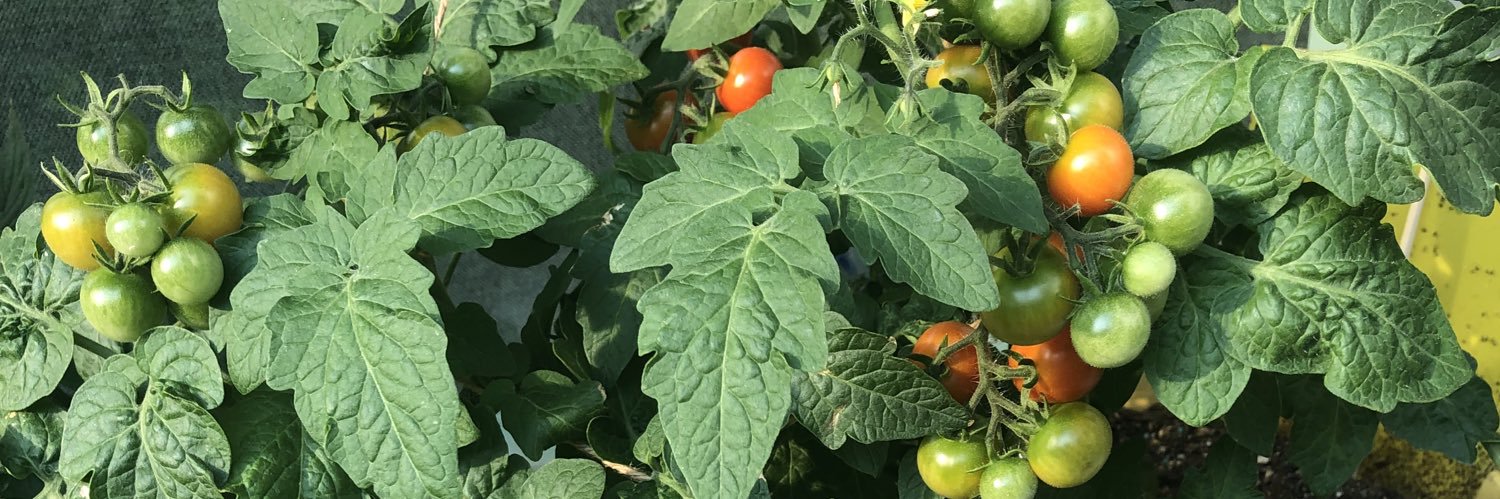 Bridget Nolan banner