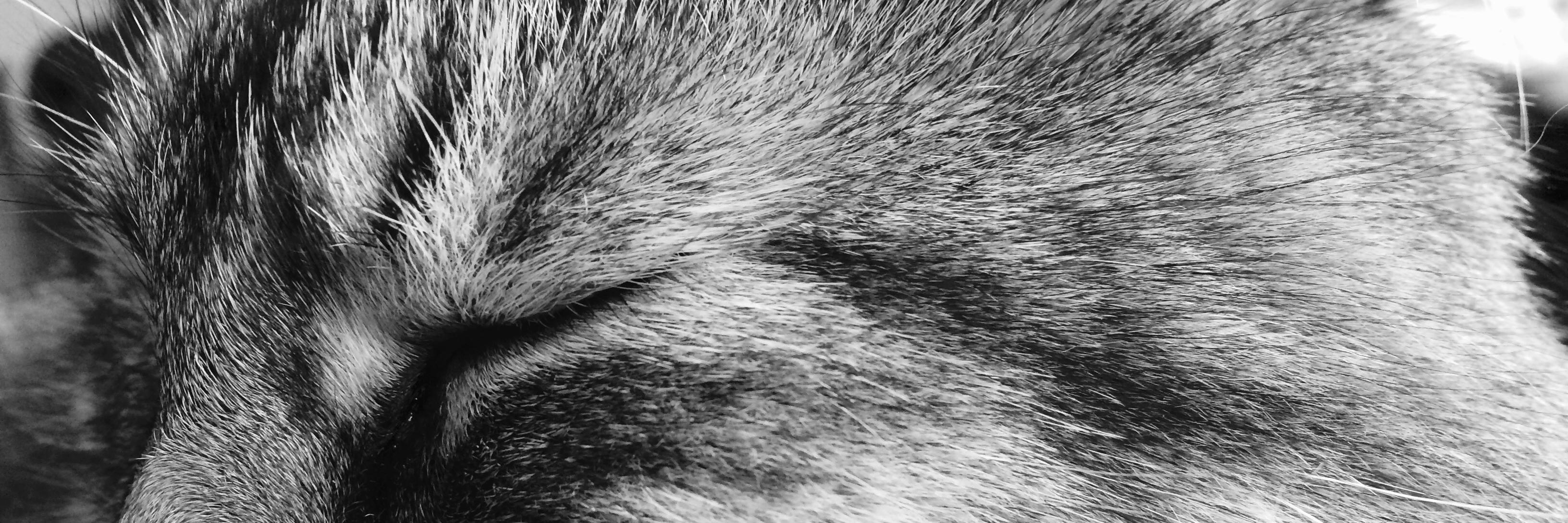StutzmanJones's profile banner image