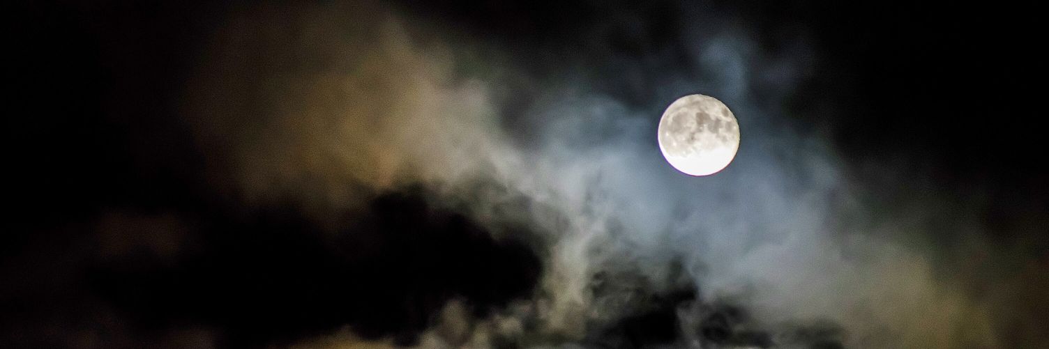 A Literal Bear banner