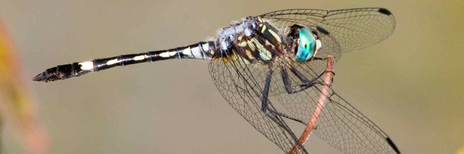 Worldwide Dragonfly banner