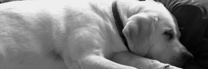 Alex_Zuccarelli's profile banner image