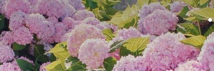 Hortencia Figueroa banner