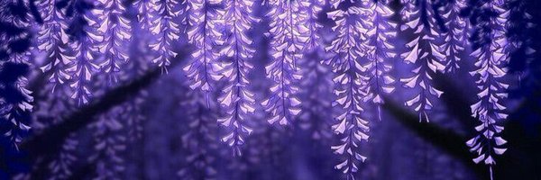 forbluerose Profile Banner