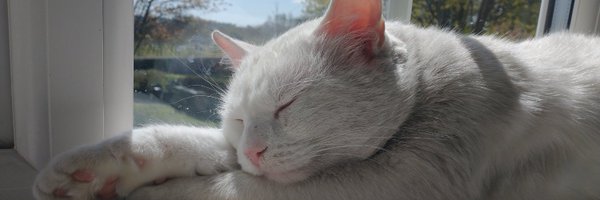 biancosayshello Profile Banner