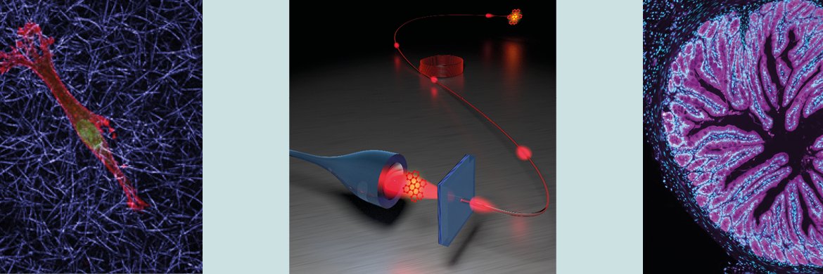 IMPRS Physics and Medicine banner