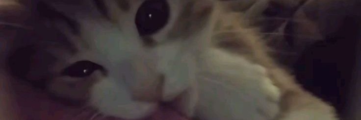 XamIsOnline's profile banner image