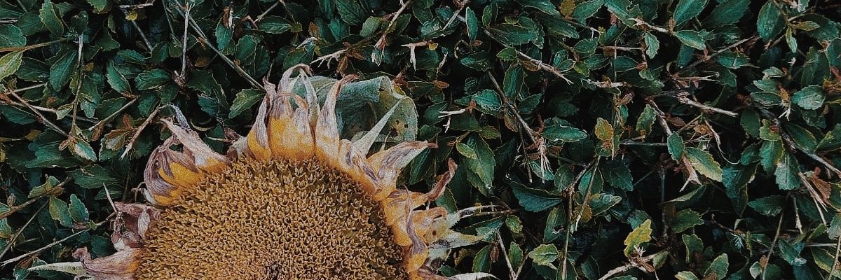 Awigp_'s profile banner image