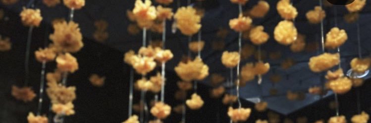 alyssaohala's profile banner image