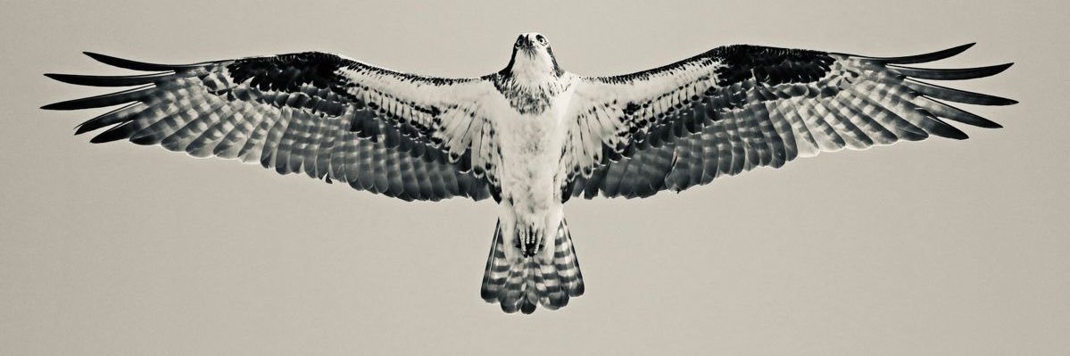 Thequitedon's profile banner image