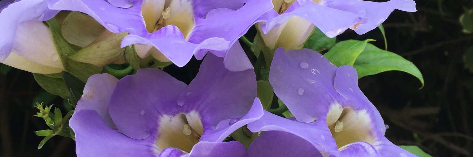 atecochic's profile banner image