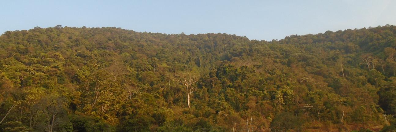 Nguyen Thi Dien banner