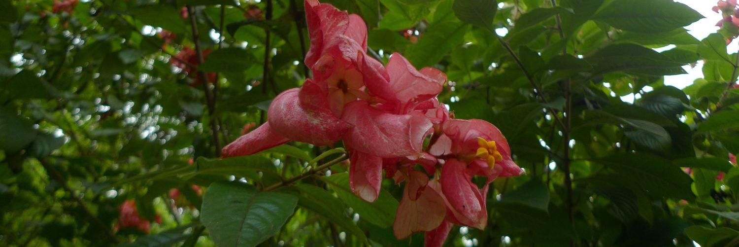 𝑨 𝖉 ŕ̸̡̯̞̫̟̞͌́͆̀̏͒ banner