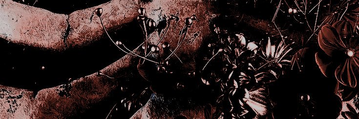 ⊹　₊ ‎ ‍𝓵𝒐𝒗𝒆𝒓𝒔‍ ‍ ‍ 𝐫͟𝐨͟𝐭 banner