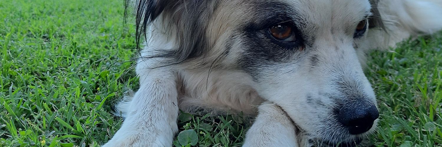 CandeLitvin's profile banner image
