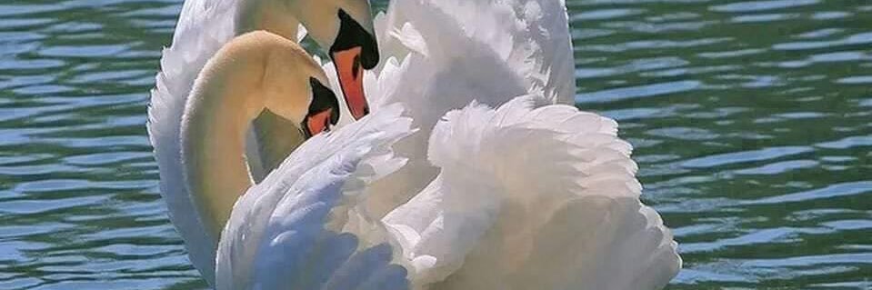 लक्ष्मी सिंह banner