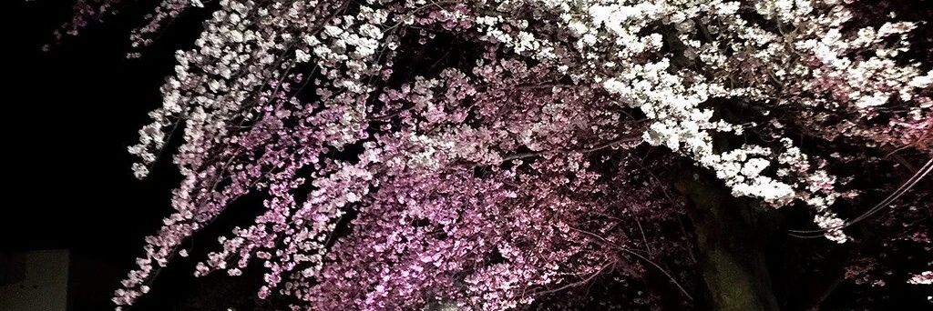 H0501Cafe's profile banner image