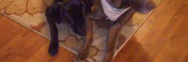 DonnaMetty banner