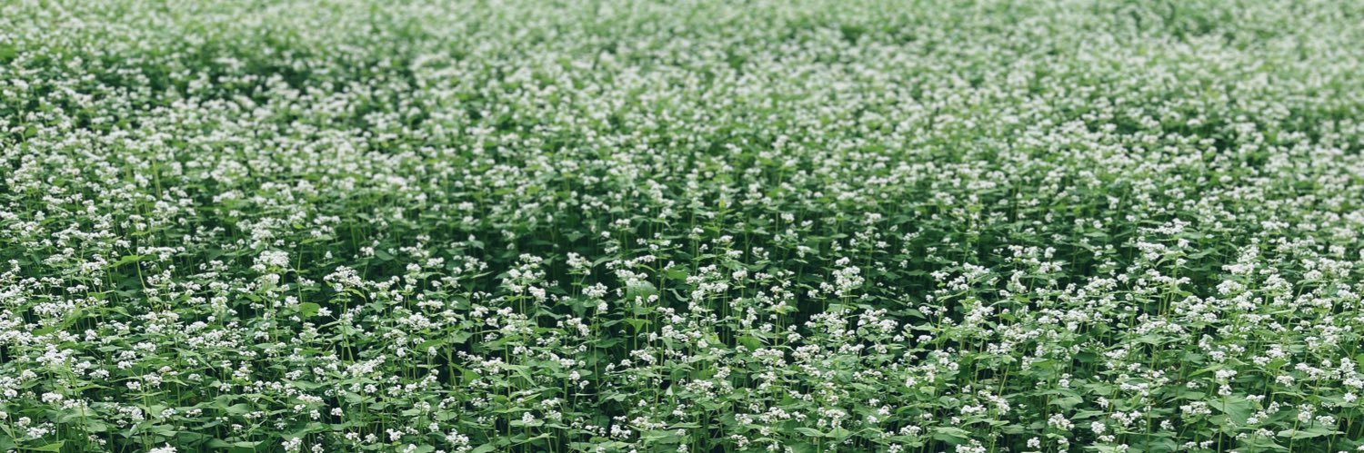 こっぺぱん☺︎🌱 banner