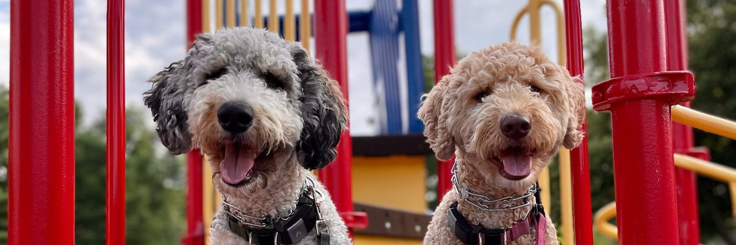 Madison Chesnutt banner