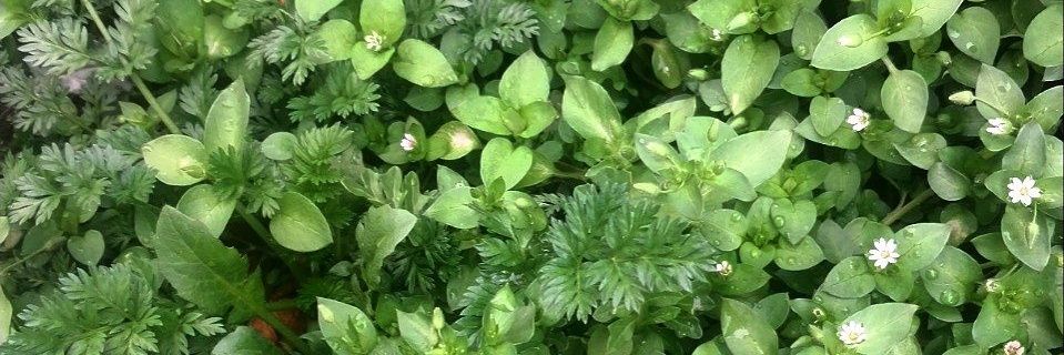 لاله آبی banner