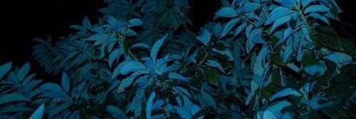 exubervnt's profile banner image