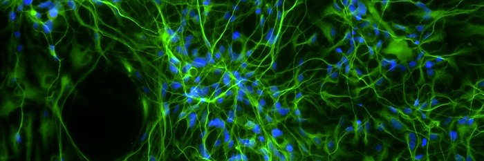 NeuroscienceUCD banner