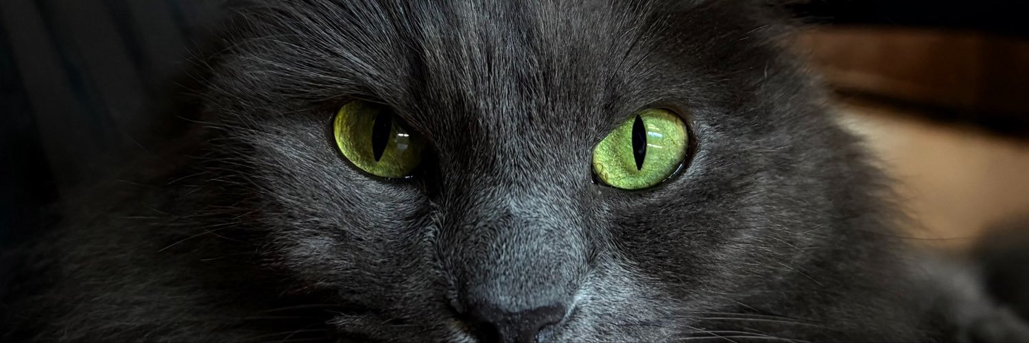 sofiacalvent's profile banner image