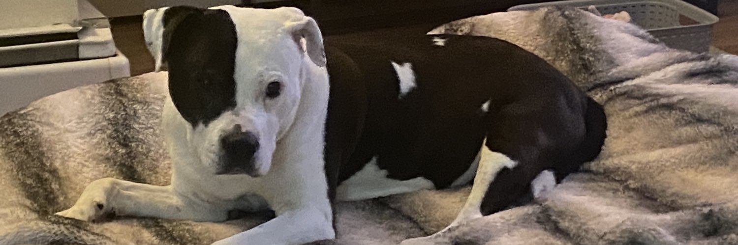 What an idiot he is banner