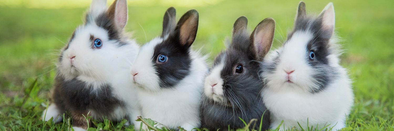 Rabbit Lovers Community USA's banner