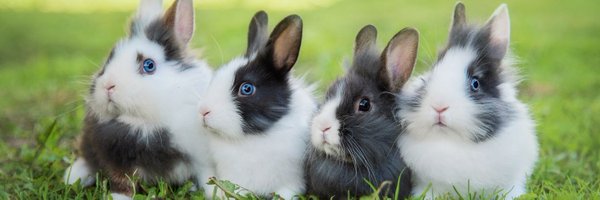 RabbitLoversUSA Profile Banner
